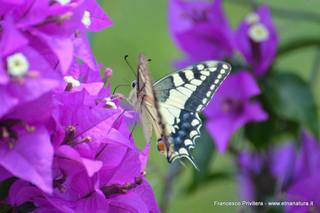 nte Venere-15-07-2015 21-02-21
